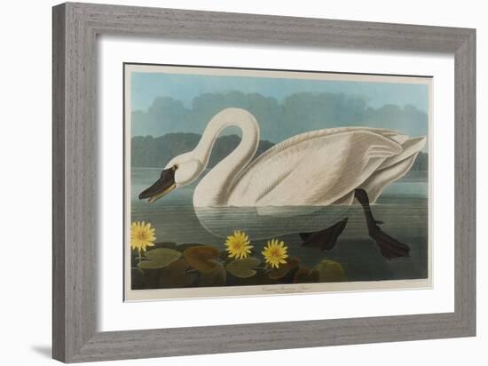 Common American Swan, 1838-John James Audubon-Framed Giclee Print