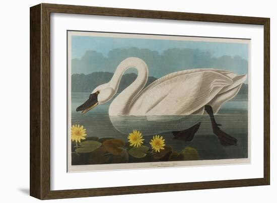 Common American Swan, 1838-John James Audubon-Framed Giclee Print