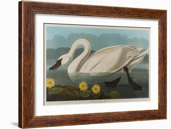 Common American Swan, 1838-John James Audubon-Framed Giclee Print