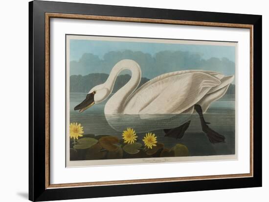 Common American Swan, 1838-John James Audubon-Framed Giclee Print