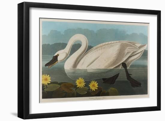 Common American Swan, 1838-John James Audubon-Framed Giclee Print