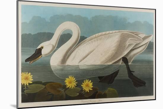 Common American Swan, 1838-John James Audubon-Mounted Giclee Print