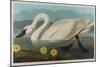 Common American Swan, 1838-John James Audubon-Mounted Giclee Print