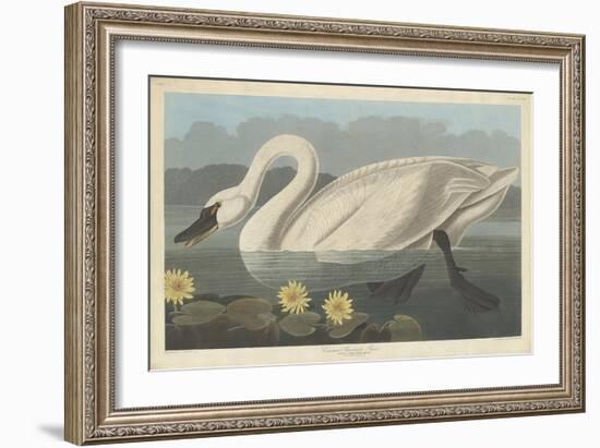 Common American Swan, 1838-John James Audubon-Framed Giclee Print