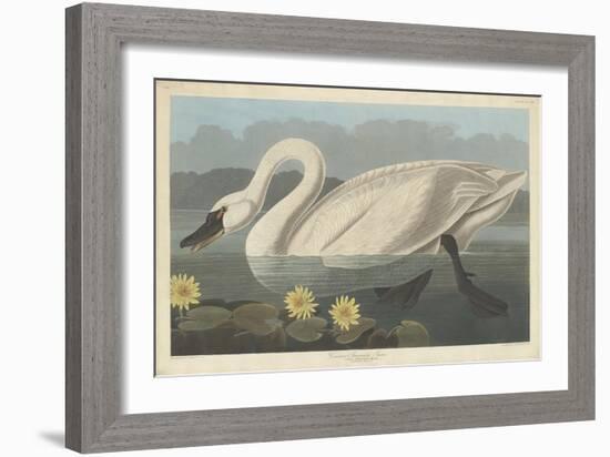 Common American Swan, 1838-John James Audubon-Framed Giclee Print