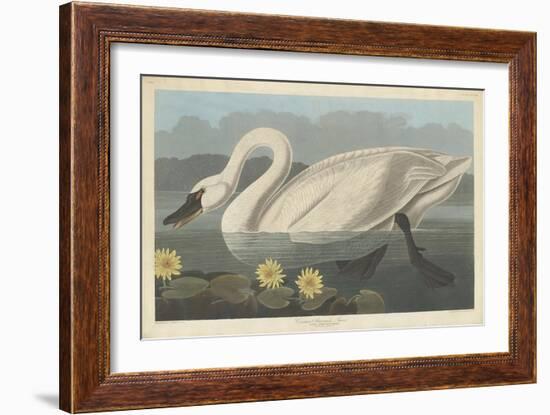 Common American Swan, 1838-John James Audubon-Framed Giclee Print