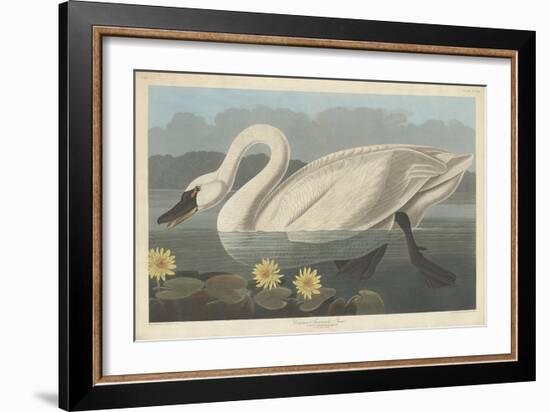 Common American Swan, 1838-John James Audubon-Framed Giclee Print