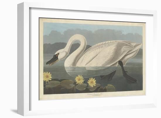 Common American Swan, 1838-John James Audubon-Framed Giclee Print