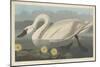 Common American Swan, 1838-John James Audubon-Mounted Giclee Print