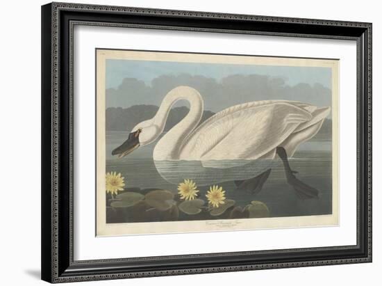 Common American Swan, 1838-John James Audubon-Framed Giclee Print