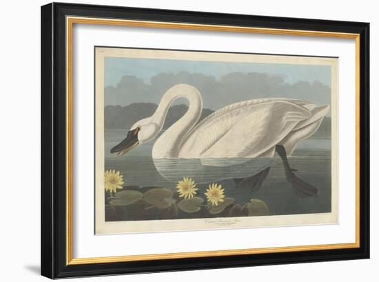 Common American Swan, 1838-John James Audubon-Framed Giclee Print