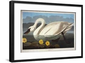 Common American Swan. Whistling Swan-John James Audubon-Framed Giclee Print