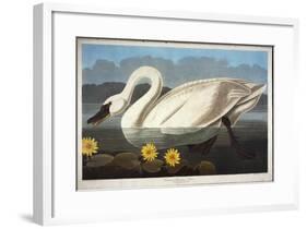 Common American Swan. Whistling Swan-John James Audubon-Framed Giclee Print