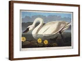 Common American Swan. Whistling Swan-John James Audubon-Framed Giclee Print