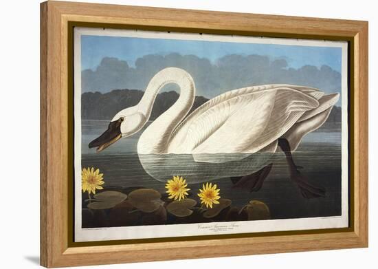 Common American Swan. Whistling Swan-John James Audubon-Framed Premier Image Canvas