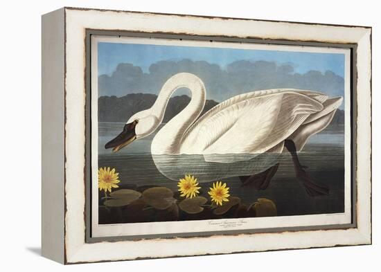 Common American Swan. Whistling Swan-John James Audubon-Framed Premier Image Canvas