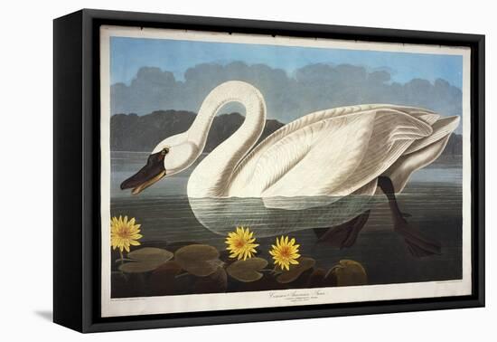 Common American Swan. Whistling Swan-John James Audubon-Framed Premier Image Canvas