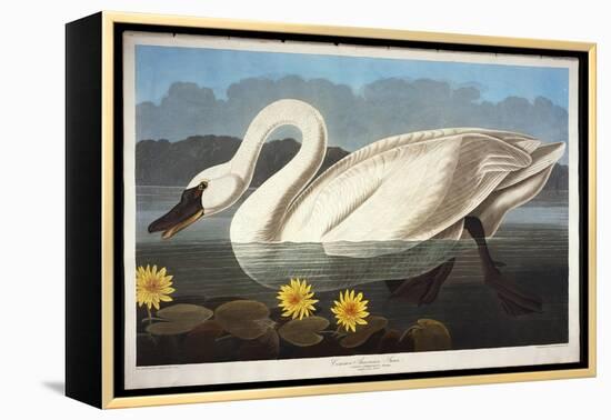 Common American Swan. Whistling Swan-John James Audubon-Framed Premier Image Canvas