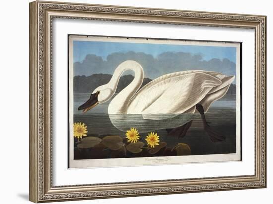 Common American Swan. Whistling Swan-John James Audubon-Framed Giclee Print