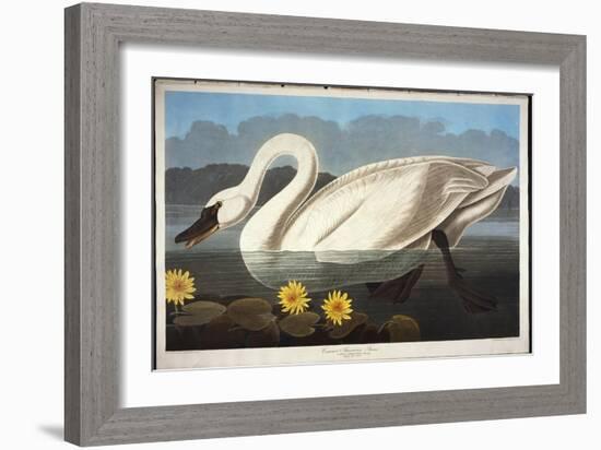 Common American Swan. Whistling Swan-John James Audubon-Framed Giclee Print