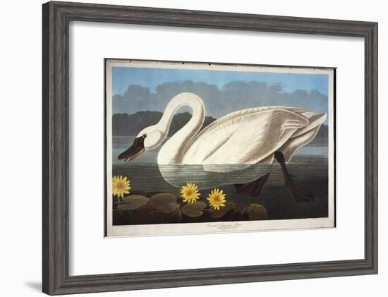 Common American Swan. Whistling Swan-John James Audubon-Framed Giclee Print