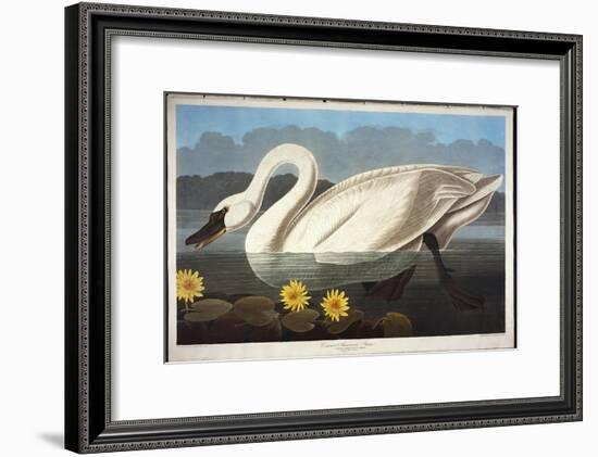 Common American Swan. Whistling Swan-John James Audubon-Framed Giclee Print