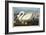 Common American Swan. Whistling Swan-John James Audubon-Framed Giclee Print