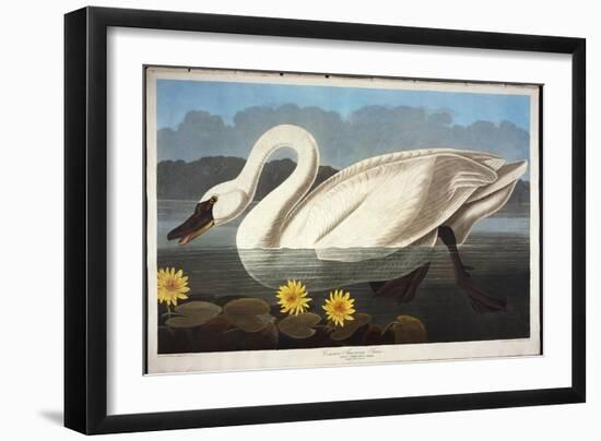 Common American Swan. Whistling Swan-John James Audubon-Framed Giclee Print