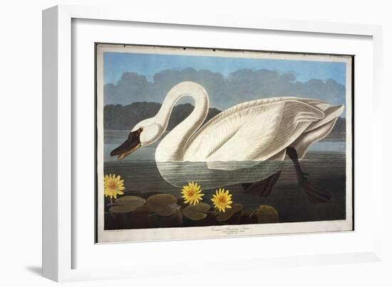 Common American Swan. Whistling Swan-John James Audubon-Framed Giclee Print