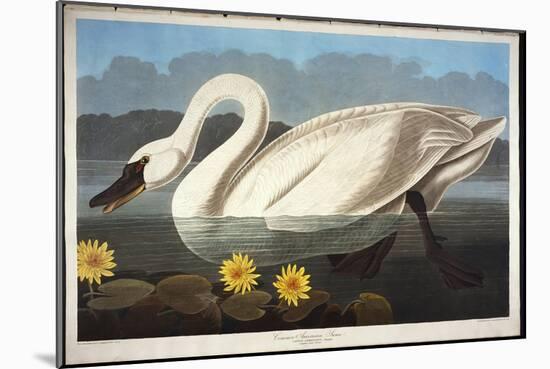 Common American Swan. Whistling Swan-John James Audubon-Mounted Giclee Print