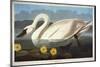 Common American Swan. Whistling Swan-John James Audubon-Mounted Giclee Print