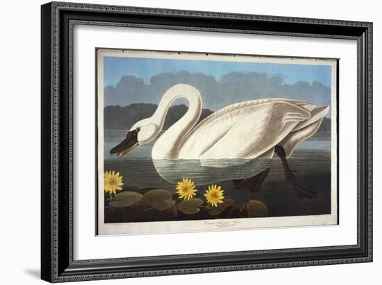 Common American Swan. Whistling Swan-John James Audubon-Framed Giclee Print