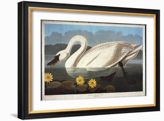 Common American Swan. Whistling Swan-John James Audubon-Framed Giclee Print