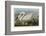 Common American Swan-John James Audubon-Framed Art Print