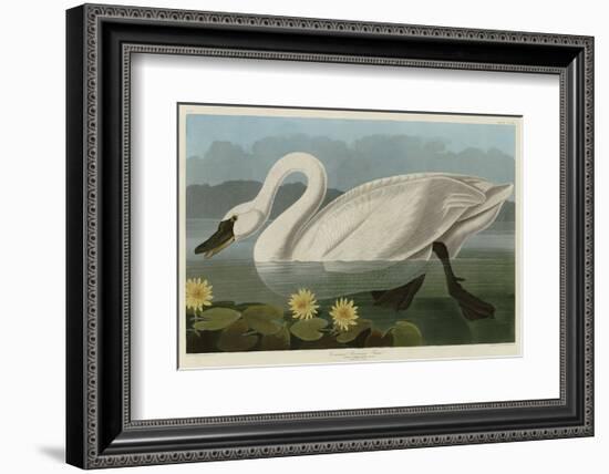 Common American Swan-John James Audubon-Framed Art Print