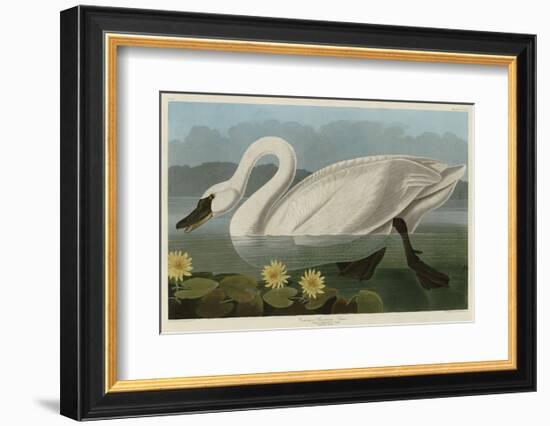 Common American Swan-John James Audubon-Framed Art Print