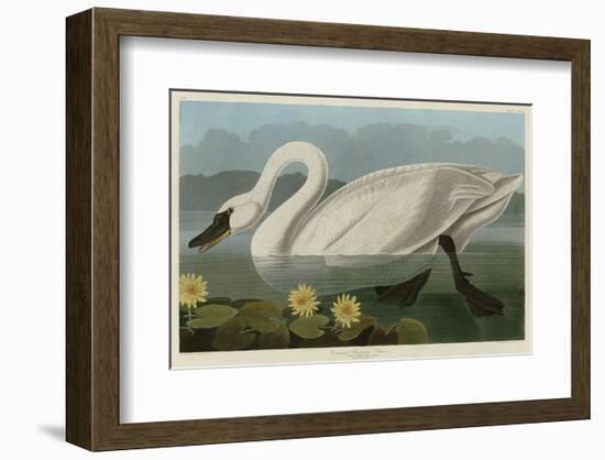 Common American Swan-John James Audubon-Framed Art Print