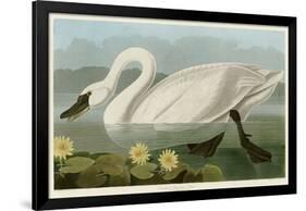 Common American Swan-John James Audubon-Framed Giclee Print
