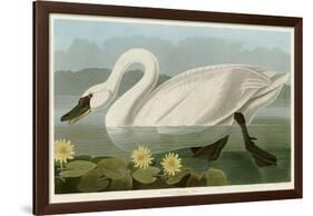 Common American Swan-John James Audubon-Framed Giclee Print