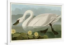 Common American Swan-John James Audubon-Framed Giclee Print