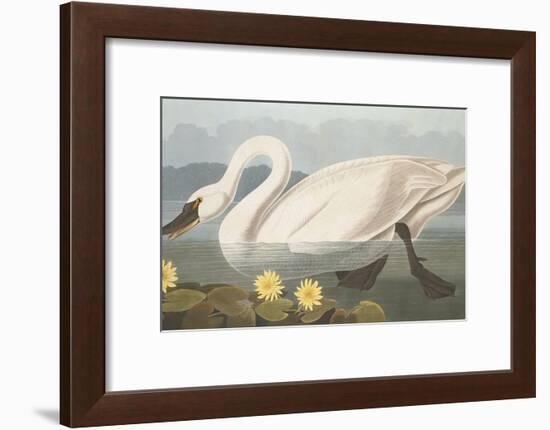 Common American Swan-John James Audubon-Framed Giclee Print