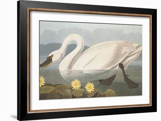 Common American Swan-John James Audubon-Framed Giclee Print