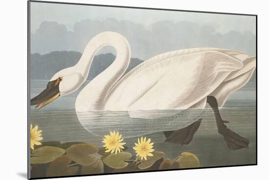 Common American Swan-John James Audubon-Mounted Giclee Print