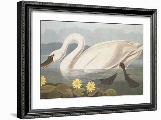Common American Swan-John James Audubon-Framed Giclee Print