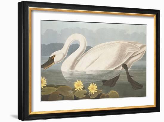 Common American Swan-John James Audubon-Framed Giclee Print