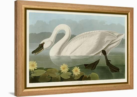 Common American Swan-John James Audubon-Framed Premier Image Canvas