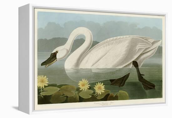 Common American Swan-John James Audubon-Framed Premier Image Canvas