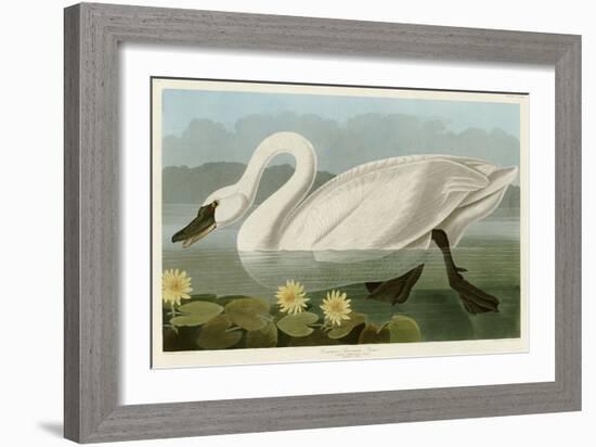 Common American Swan-John James Audubon-Framed Giclee Print