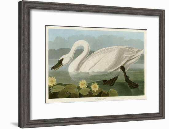 Common American Swan-John James Audubon-Framed Giclee Print