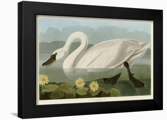 Common American Swan-John James Audubon-Framed Giclee Print